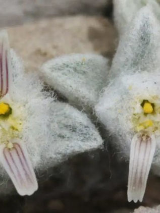 Lo han llamado ‘diablo lanudo’, es una nueva planta de Estados Unidos