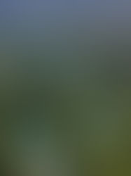 El Río Lacantún: un tesoro natural de Chiapas