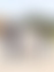 En Las Margaritas, Rutilio Escandón encabeza inauguración de calles con concreto hidráulico