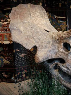¿De a cómo? Subastan cráneo de dinosaurio en Europa