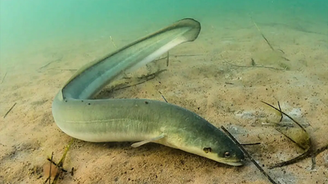 La anguila europea, al borde de la extinción 