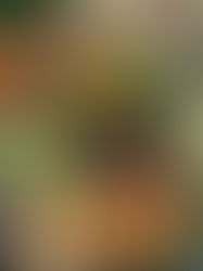 Recomienda Profeco consumo de frutas y verduras de temporada