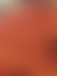 Estados Unidos rechaza nuevo acuerdo del tomate mexicano