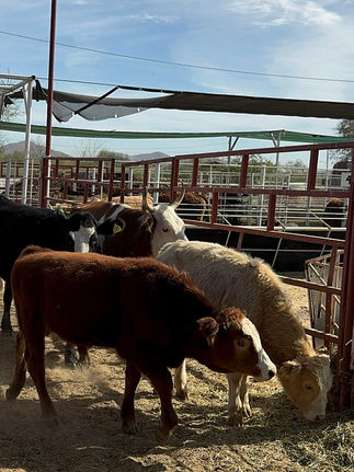 México confirma 500 casos del gusano barrenador en una semana