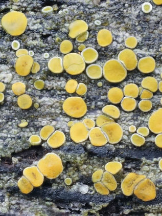 Descubren propiedades de los hongos para hacer medicamentos e insecticidas