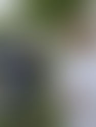 El Tren Maya consolidará la economía de Chiapas