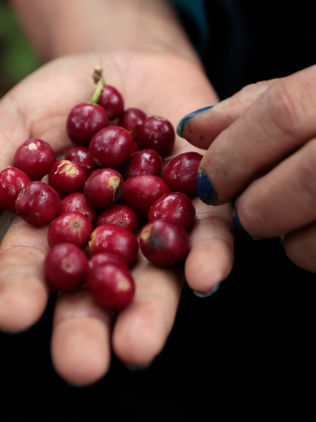 Frutas y café, mayores generadores para Chiapas por exportaciones