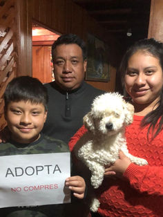 Se debe crear la cultura de adopción de caninos en San Cristóbal