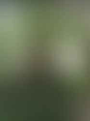 Pobladores acuerdan bloquear el paso al grupo criminal El Machete en Pantelhó