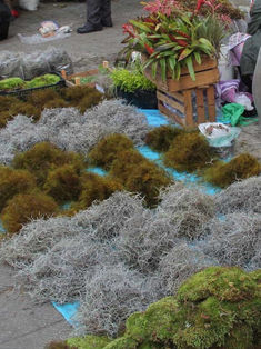 Extracción de musgo y heno causa grave daño al ambiente