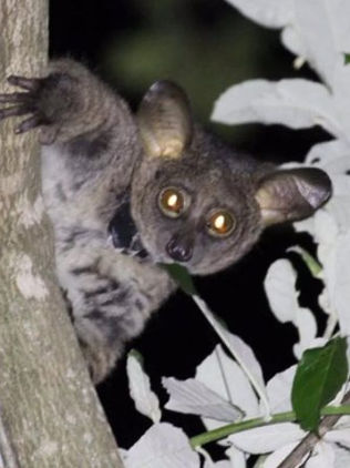 Primates diminutos pueden sufrir más para adaptarse al cambio climático