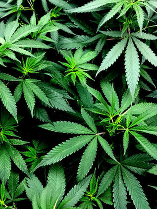 Corte valida derechos al uso medicinal de la marihuana en CDMX