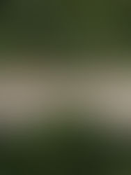 Tren Maya es “transparente”, dice Fonatur 