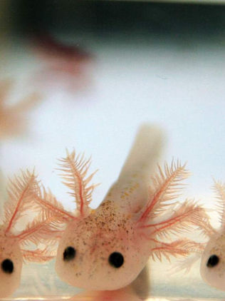 “Axol”, el videojuego desarrollado por mexicanos que quiere preservar el ajolote