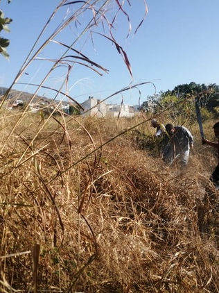 Mantiene Chiapas 90.4 % de su territorio sin problemas por sequía