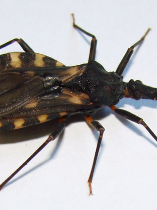 ¡Cuidado con chinche transmisora del mal de Chagas!