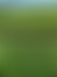 Crisis en el campo chiapaneco por gran migración 