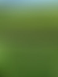 Crisis en el campo chiapaneco por gran migración 