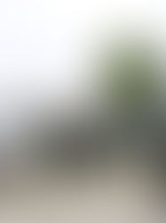 EU insta al Ejército mexicano a respetar los derechos humanos cuando patrulle