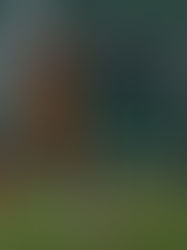 Cafetaleros a buscar el triunfo