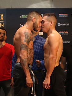 Van por título gallo