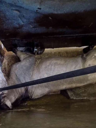 Necesario aplicar penas más severas para maltratadores de animales 