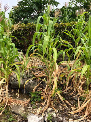 Falta de apoyo y migración pega fuerte a la producción de maíz