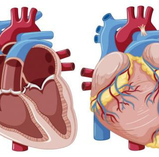 Descubren una importante respuesta protectora del corazón