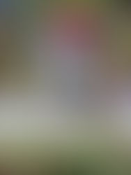 A un paso del Mundial