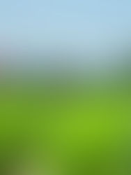 Especialistas de la UNAM desarrollan app gratuita para mejorar cultivos agrícolas