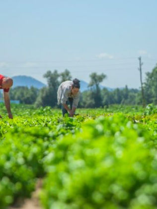 Especialistas de la UNAM desarrollan app gratuita para mejorar cultivos agrícolas