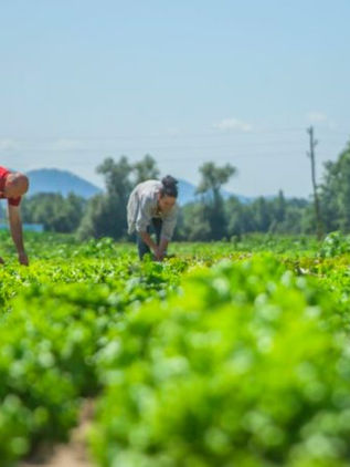 Especialistas de la UNAM desarrollan app gratuita para mejorar cultivos agrícolas