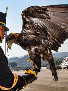 Emblemática Águila Real Mexicana continúa en peligro de extinción