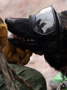 Perro rescatista Proteo fallece en labores de rescate en Turquía