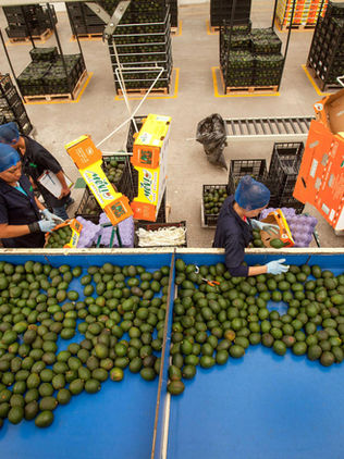 México supera récord de 50.000 millones de dólares en exportaciones agrícolas