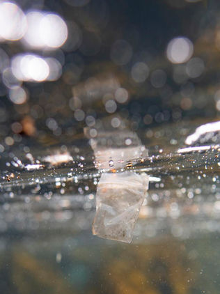 Un estudio encuentra gran abundancia de vida marina en corrientes de basura