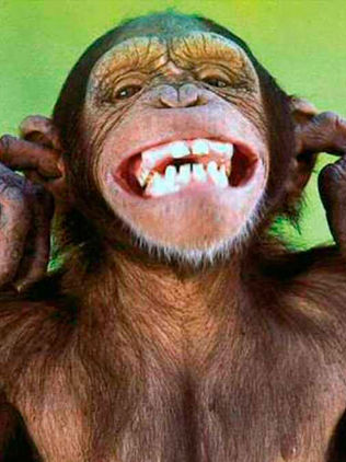 Los chimpancés y los niños humanos imitan espontáneamente las acciones del otro y de manera similar