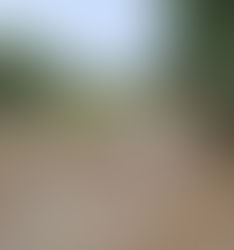 El Parral, municipio de la Frailesca chiapaneca en el olvido