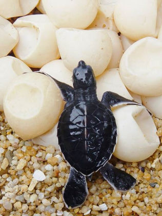 Continúa el decomiso de huevos de tortuga en Chiapas 