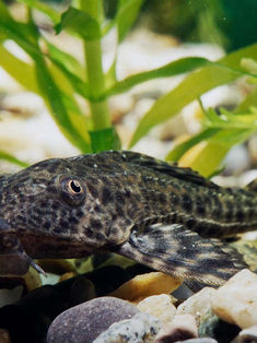 Documentan en Chiapas 300 especies invasoras de plantas y peces