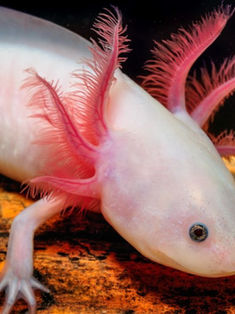 Ajolote mexicano, el monstruo de agua que se enfrenta a la extinción