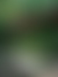 Un Tesoro Natural en Tuxtla Gutiérrez que pocos visitan