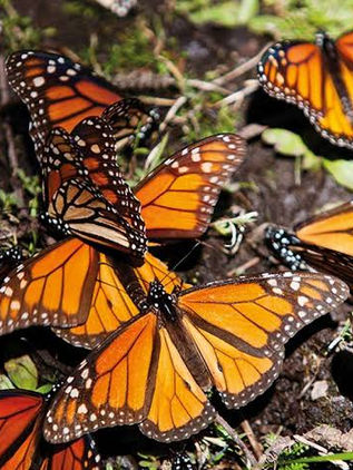 La superficie ocupada por la mariposa monarca en México se reduce un 22 %