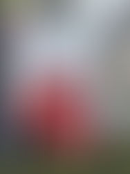 Suiza aprueba prohibir el burka y ocultar el rostro en público