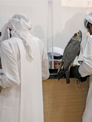 El halcón milenario de Qatar 2022: turismo, lujo y tradición