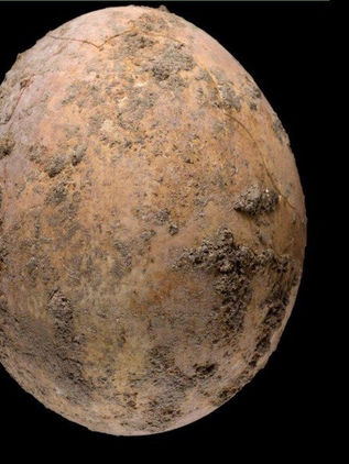 Arqueólogos encuentran un huevo de gallina intacto de hace 1.000 años… y lo rompen sin querer