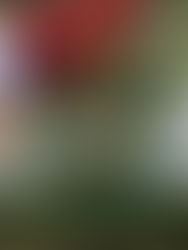 Mujeres indígenas recomiendan dieta de la milpa para prevenir enfermedades