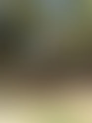 Aún sin incendios forestales en la Región Altos: Conafor
