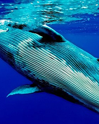 Las ballenas se volvieron gigantes debido a la glaciación