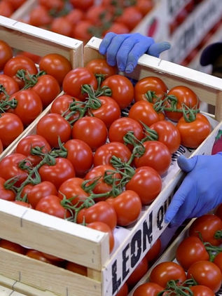 Advierten sobre pérdida de empleos en México por pugna de tomate con EUA